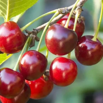 WIŚNIA SZKLANKA | DrzewkaOgrodowe.pl 2