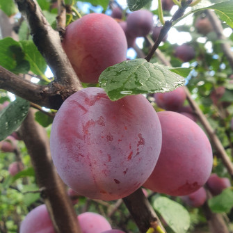 ŚLIWA RENKLODA  ALTANA | DrzewkaOgrodowe.pl