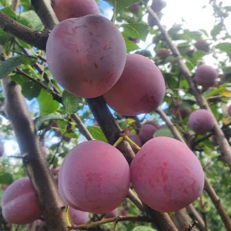 ŚLIWA RENKLODA  ALTANA | DrzewkaOgrodowe.pl 2