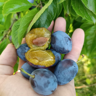 ŚLIWA WĘGIERKA ZWYKŁA | DrzewkaOgrodowe.pl