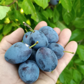 ŚLIWA WĘGIERKA ZWYKŁA | DrzewkaOgrodowe.pl 2