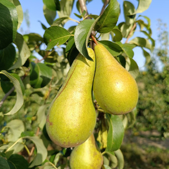 GRUSZA KONFERENCJA | DrzewkaOgrodowe.pl