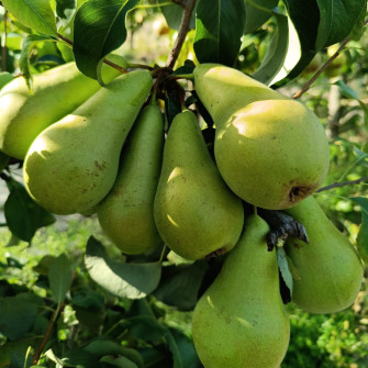 GRUSZA KONFERENCJA | DrzewkaOgrodowe.pl 2