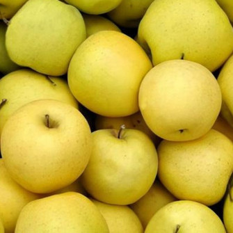 JABŁOŃ ANANAS BERŻENICKI | DrzewkaOgrodowe.pl 2