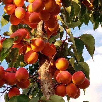 MORELA GOLDRICH | DrzewkaOgrodowe.pl 2