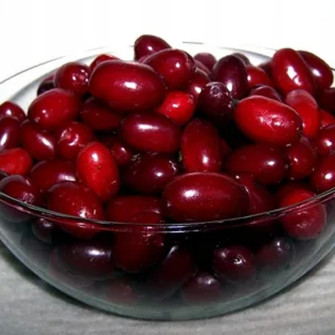 DEREŃ SZCZEPIONY DUBLANY | DrzewkaOgrodowe.pl 2