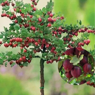 AGREST CZERWONY TRIUMF NA PNIU