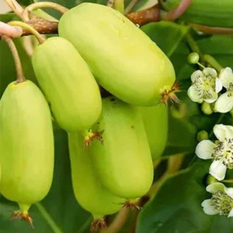 MINI KIWI DR.SZYMANOWSKI W DONICY | drzewkaogrodowe.pl