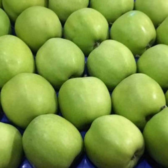 JABŁOŃ MUTSU |  DrzewkaOgrodowe.pl 2