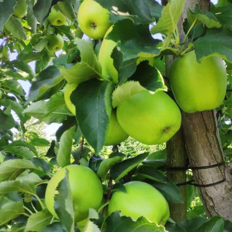 JABŁOŃ MUTSU |  DrzewkaOgrodowe.pl