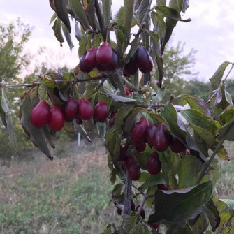 DEREŃ SZCZEPIONY DUBLANY | DrzewkaOgrodowe.pl