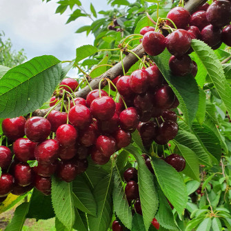 CZEREŚNIA SWEETHEART | DrzewkaOgrodowe.pl