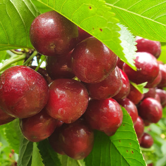 CZEREŚNIA SWEETHEART | DrzewkaOgrodowe.pl 2